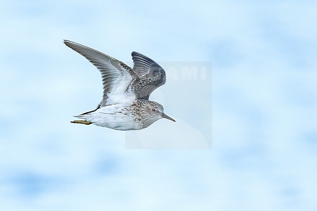 Adult non-breeding
Galveston Co., TX
April 2023 stock-image by Agami/Brian E Small,