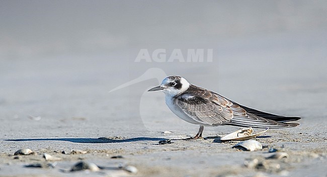 Juvenile American Black Tern on a beach near Stone Harbour, Cape May, New Jersey. August 2016. stock-image by Agami/Vincent Legrand,