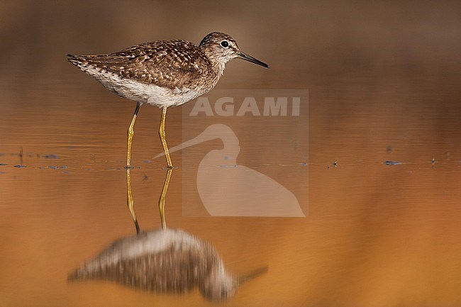 Bosruiter, Wood Sandpiper, Tringa glareola, adult, worn breeding plumage stock-image by Agami/Ralph Martin,