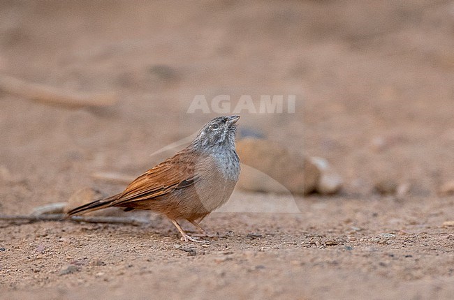 House Bunting (Emberiza sahari) in Morocco during late summer or early autumn. stock-image by Agami/Marc Guyt,