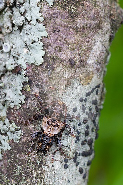 Pogonocherus hispidus - Dorniger Wimperbock, Germany (Baden-Württemberg), imago stock-image by Agami/Ralph Martin,