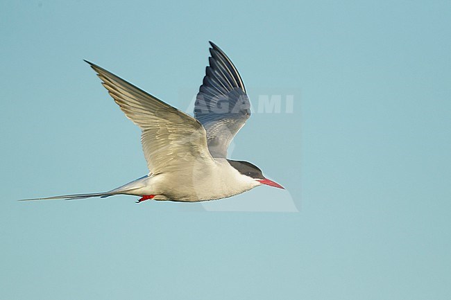 Adult breeding Arctic Tern (Sterna paradisaea) in flight over Seward Peninsula, Alaska, United States in June 2018 stock-image by Agami/Brian E Small,