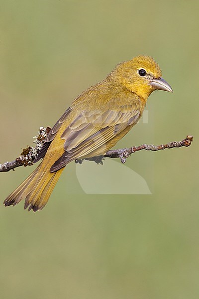 Adult female
Galveston Co., TX
April 2011 stock-image by Agami/Brian E Small,