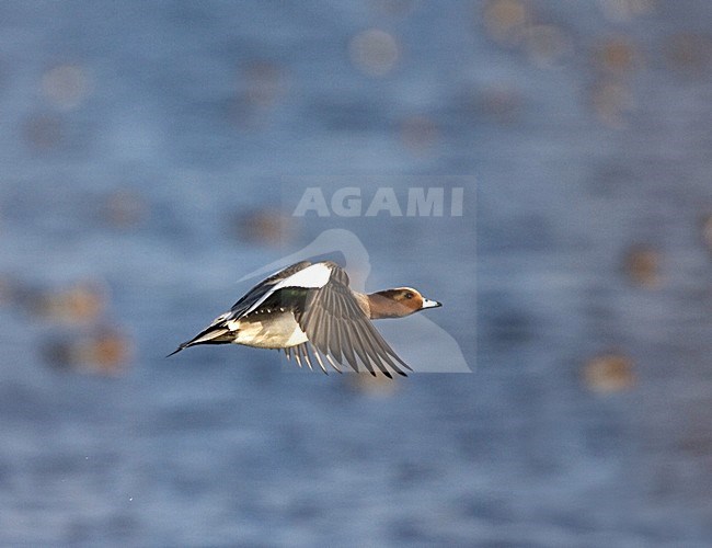 Eurasian Wigeon vliegend; Smient flying stock-image by Agami/Marc Guyt,