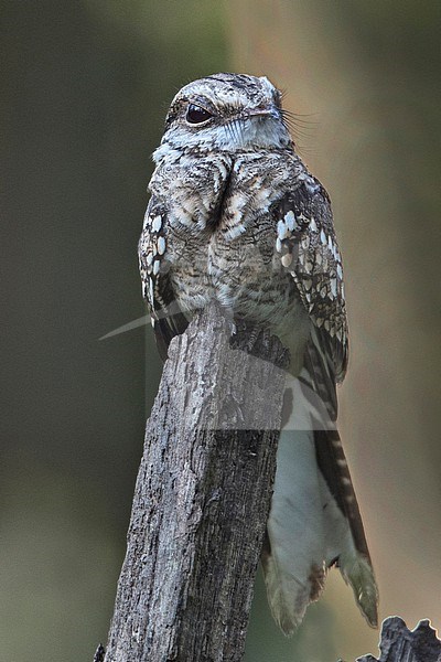 A male Ladder-tailed Nightjar (Hydropsalis climacocerca climacocerca) at Leticia, Amazonas, Colombia. stock-image by Agami/Tom Friedel,