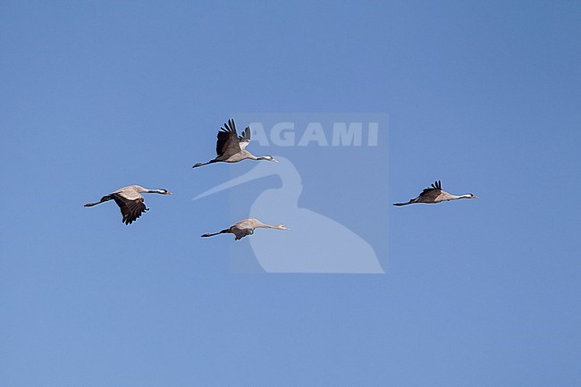 Common Crane (Grus grus) flock of 3 adults and 1 juvenile in flight in autumn migration at Lolland, Denmark stock-image by Agami/Helge Sorensen,