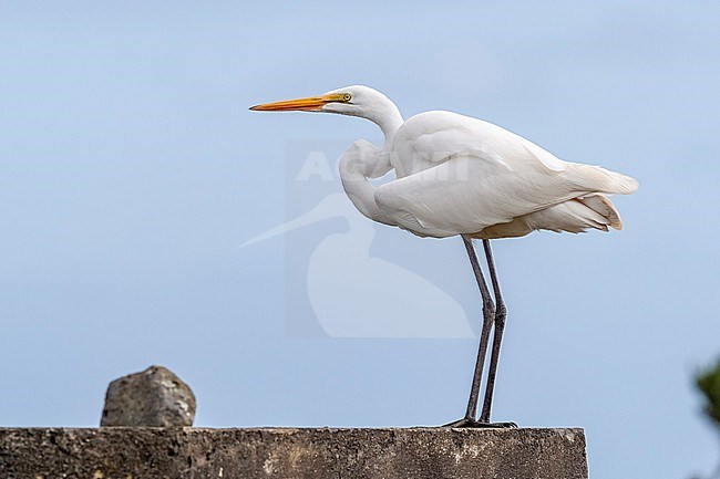  stock-image by Agami/Vincent Legrand,