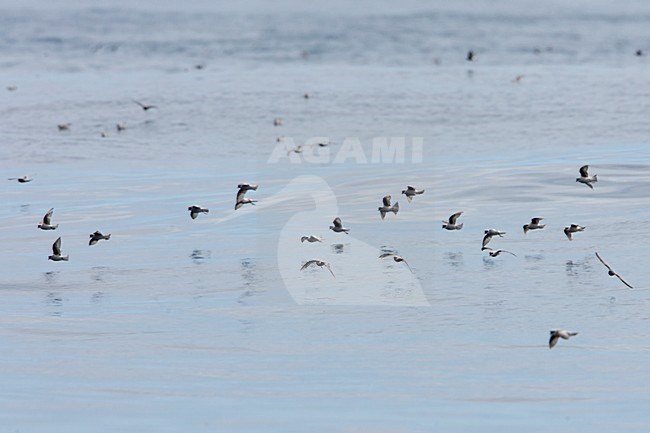 Groep foeragerende Parelgrijs Stormvogeltjes; Flock of foraging Fork-tailed Storm-petrels stock-image by Agami/Martijn Verdoes,