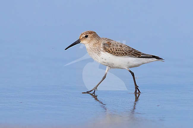 Dunlin (Calidris alpina), side view of an indiviual walking on the shore, Campania, Italy stock-image by Agami/Saverio Gatto,