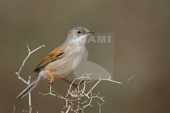 Spectacled Warbler - Brillengrasmücke - Sylvia conspicillata ssp. conspicillata, Morocco, 2nd cy male stock-image by Agami/Ralph Martin,