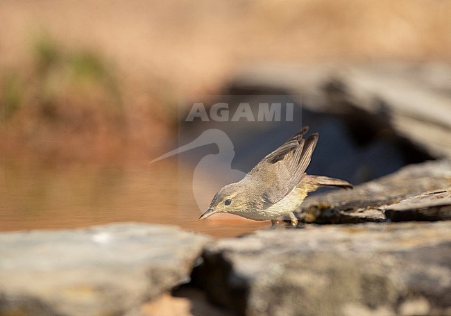 Adult Melodious Warbler (Hippolais polyglotta) during summer in Spain. Taking a bath and drinking during a hot summer day. stock-image by Agami/Marc Guyt,