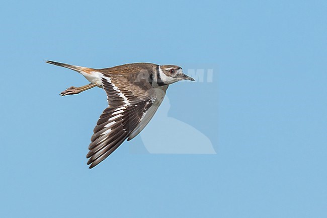 Adult breeding
Galveston Co., TX
May 2023 stock-image by Agami/Brian E Small,