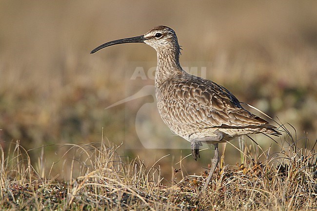Whimbrel (Numenius phaeopus) perched on the tundra in Churchill, Manitoba, Canada. stock-image by Agami/Glenn Bartley,