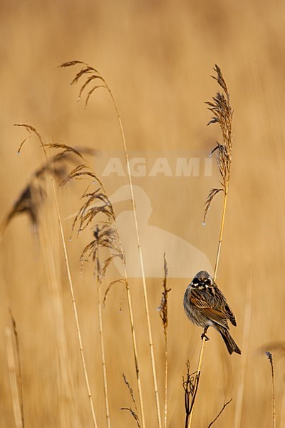 Volwassen mannetje Rietgors; Adult male Reedbunting stock-image by Agami/Menno van Duijn,