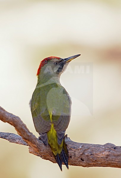 Iberische Groene Specht op een tak; Iberian Green Woodpecker perched on a branch stock-image by Agami/Markus Varesvuo,