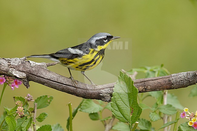 Mannetje Magnoliazanger in zomerkleed, Male Magnolia Warbler in breeding plumage stock-image by Agami/Brian E Small,