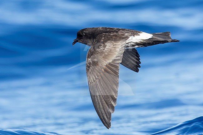 New Zealand Storm Petrel (Fregetta maoriana), a critically endangered seabird species endemic to New Zealand. Flying above the ocean surface. stock-image by Agami/Marc Guyt,