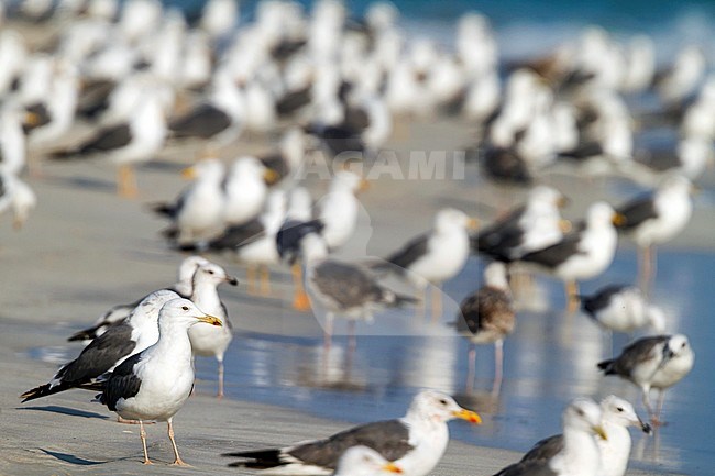 Heuglin's Gull - Tundramöwe - Larus heuglini, Oman stock-image by Agami/Ralph Martin,