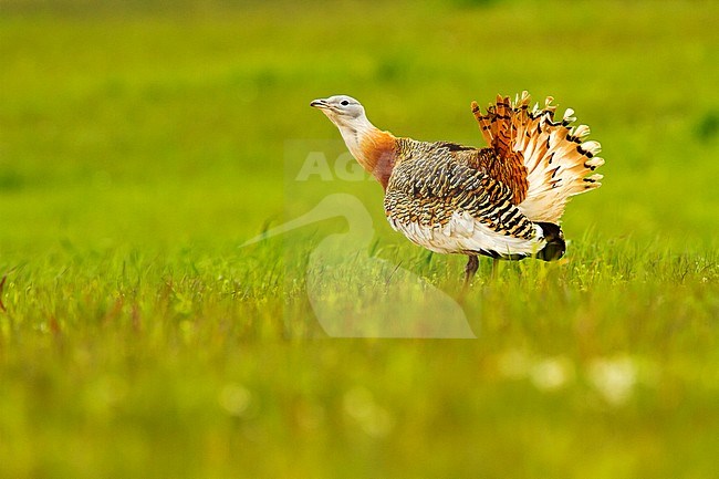 Grote Trap, Great Bustard, Otis tarda stock-image by Agami/Oscar Díez,