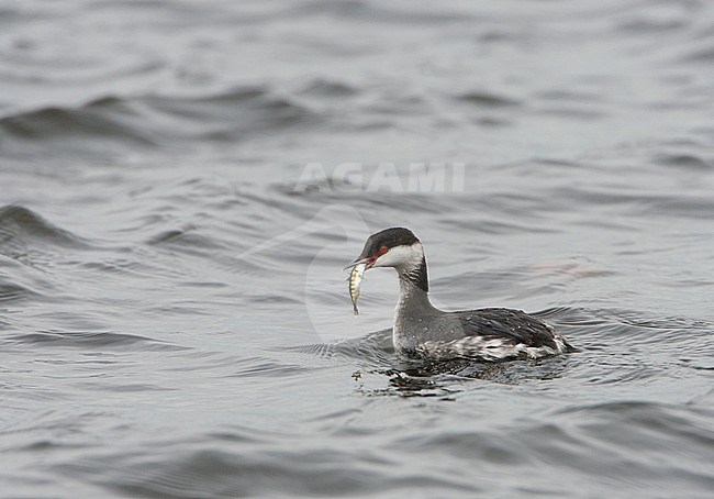 Winter plumaged Slavonian Grebe (Podiceps auritus) swimming with a caught fish in the harbor of Terschelling, Netherlands, during autumn. Possibly a first-winter bird. stock-image by Agami/Arie Ouwerkerk,