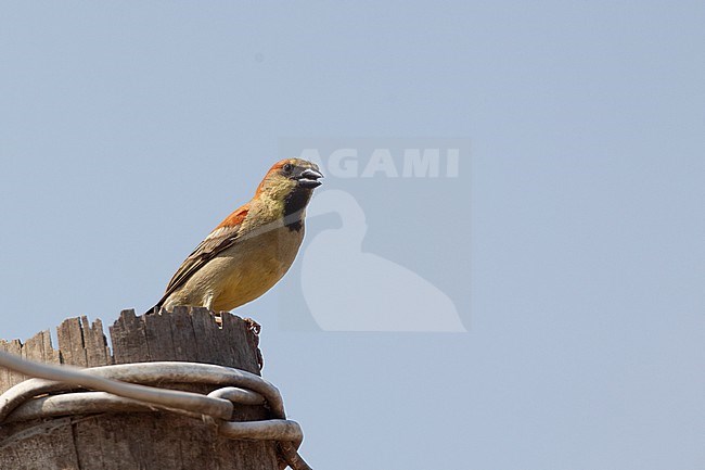 Plain-backed Sparrow (Passer flaveolus) at Petchaburi, Thailand stock-image by Agami/Helge Sorensen,