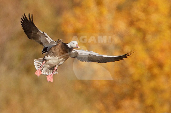 Snow Goose (Chen caerulescens) flying at the Bosque del Apache wildlife refuge near Socorro, New Mexico, USA. stock-image by Agami/Glenn Bartley,