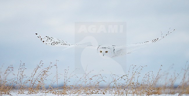 Snowy Owl female (Bubo scandiaca) Canada February 2016 stock-image by Agami/Markus Varesvuo,