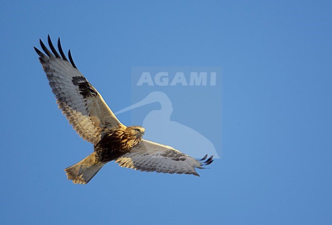 Ruigpootbuizerd in de vlucht; Rough-legged Buzzard in flight stock-image by Agami/Markus Varesvuo,