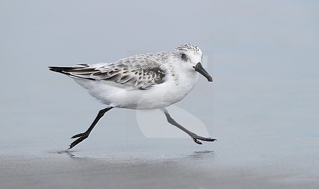 Sanderling, Calidris alba, running at beach, Stone Harbor, New Jersey, USA stock-image by Agami/Helge Sorensen,