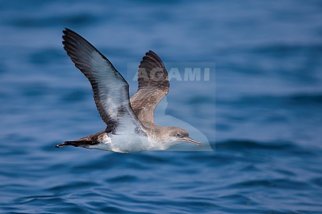 Yelkouanpijlstormvogel in de vlucht; Yelkouan Shearwater in flight stock-image by Agami/Daniele Occhiato,