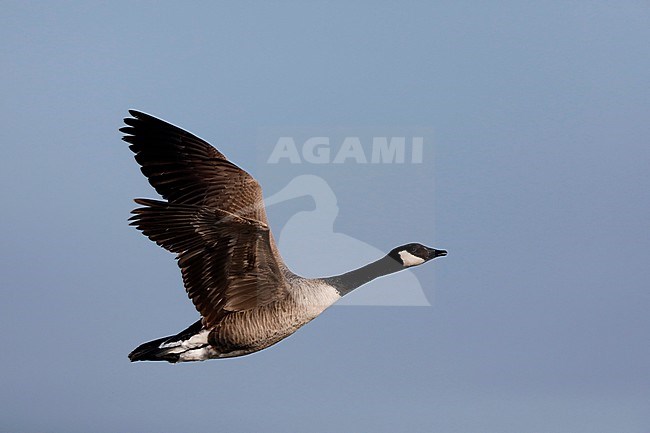Grote Canadese gans; Canada Goose stock-image by Agami/Chris van Rijswijk,