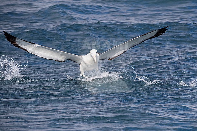 Adult Northern Royal Albatross (Diomedea sanfordi) landing at sea off the Chatham Islands, New Zealand, with both huge wings spread out. stock-image by Agami/Marc Guyt,