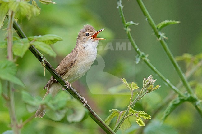 Reed Warbler (Acrocephalus scirpaceus), adult singing from a stem, Campania, Italy stock-image by Agami/Saverio Gatto,