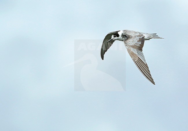 Black Tern (Chlidonias niger), in flight, seen from the side, showing upper wing. stock-image by Agami/Fred Visscher,