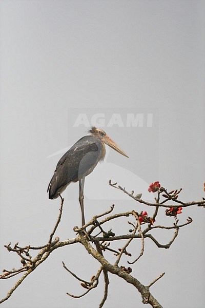 Javaanse Maraboe in boom; Lesser Adjutant perched in a tree stock-image by Agami/Marc Guyt,