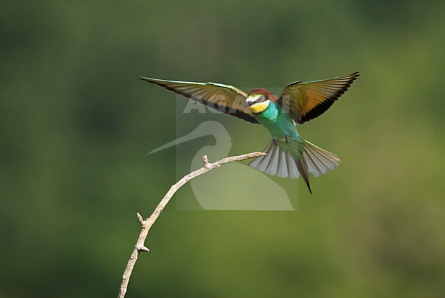 Bijeneter in vlucht; European Bee-eater in flight stock-image by Agami/Marc Guyt,