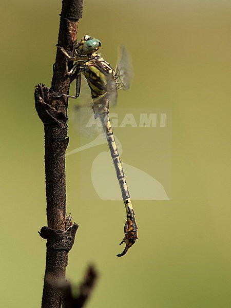 Mannetje Paragomphus cognatus, Male Rock Hooktail stock-image by Agami/Wil Leurs,