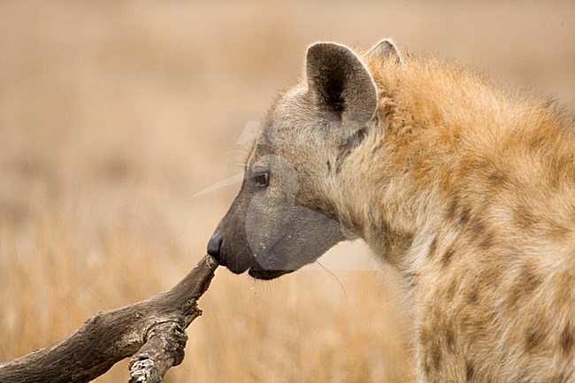 Gevlekte Hyena; Spotted Hyena stock-image by Agami/Marc Guyt,