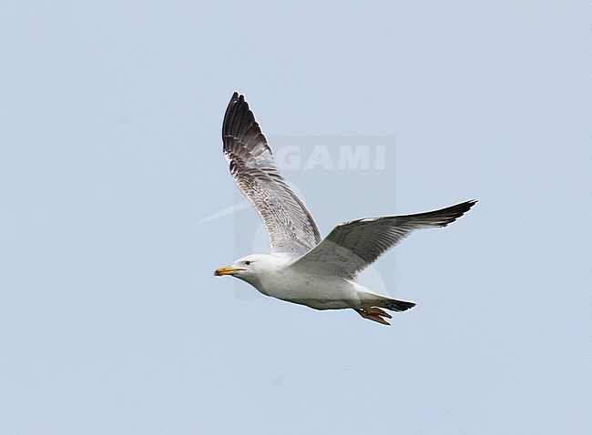 Second-summer Caspian Gull (Larus cachinnans) in flight in the Netherlands, showing upper wing. stock-image by Agami/Edwin Winkel,