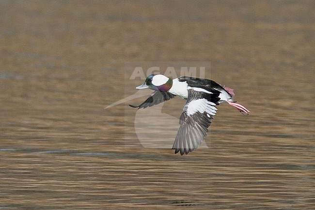 Bufflehead (Bucephala albeola) flying in Victoria, BC, Canada. stock-image by Agami/Glenn Bartley,