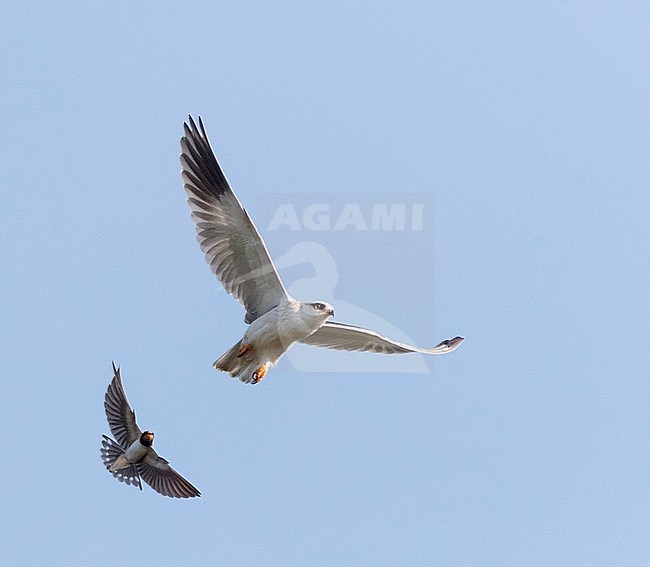 Immature Black-winged Kite (Elanus caeruleus) in flight, chased by Barn Swallow, at the Rosas delta, Spain. Seen from below. stock-image by Agami/Marc Guyt,