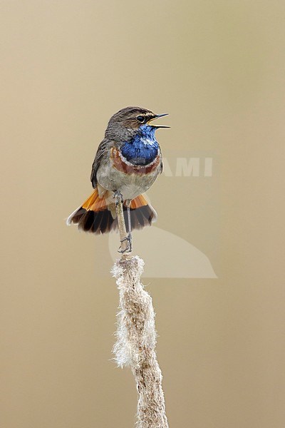 Blauwborst zingend op lisdodde; Bluethroat singing on reed; stock-image by Agami/Walter Soestbergen,