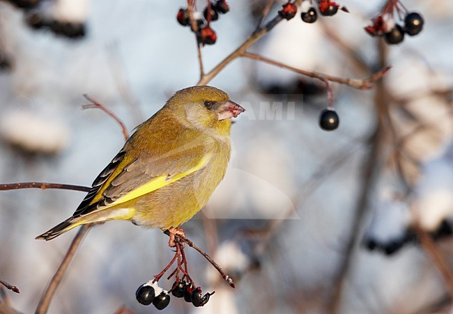 Groenling mannetje besjes etend in de sneeuw; European Greenfinch male eating berries in the snow stock-image by Agami/Markus Varesvuo,