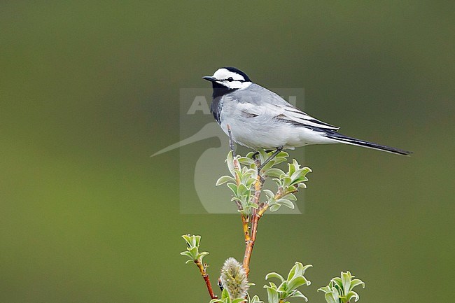 Adult male East Siberian Wagtail (Motacilla ocularis) in breeding plumage. Perched on top of a small bush in Seward Peninsula, Alaska, United States. stock-image by Agami/Brian E Small,