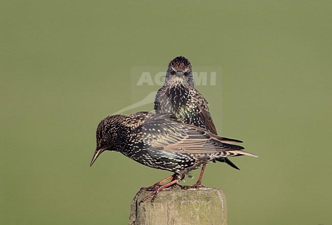 Spreeuwen zittend op een hek; Common Starlings perched on a fench stock-image by Agami/Reint Jakob Schut,