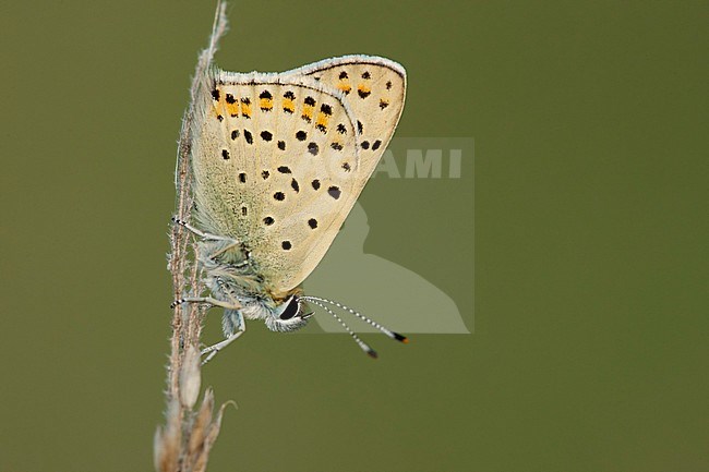 Bruine vuurvlinder / Sooty Copper (Lycaena tityrus) stock-image by Agami/Wil Leurs,