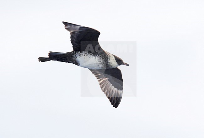 Middelste Jager, Pomarine Skua, Stercorarius pomarinus stock-image by Agami/Mike Danzenbaker,