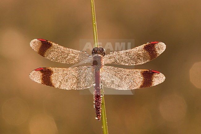 Bandheidelibel nat van de dauw; Banded darter wet from the dew stock-image by Agami/Theo Douma,