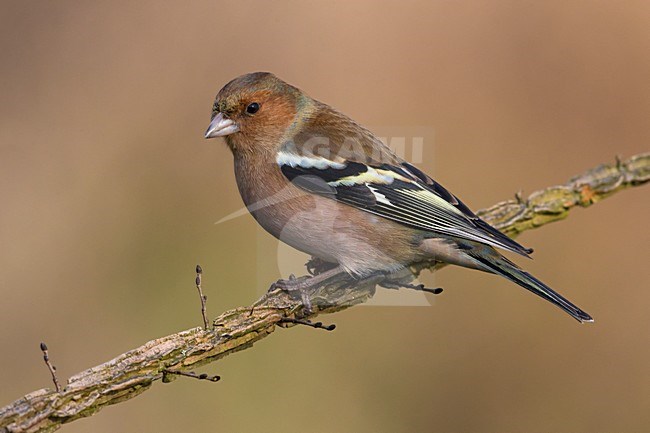 Vink; Chaffinch stock-image by Agami/Daniele Occhiato,