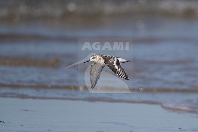 Juvenile Sanderling (Calidris alba) in flight over water at Blåvandshuk, Denmark stock-image by Agami/Helge Sorensen,